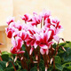 Store best-selling double-petaled cyclamen seeds cyclamen potted seeds New Year's Eve flower seeds balcony seasons cyclamen flower seeds following 15 colors mixed high-quality seeds 1 pack about 105 seeds + germination rate