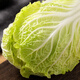 Shandong Shouguang Chinese cabbage, yellow heart, big baby cabbage, fresh vegetables picked by farmers, whole box wholesale from the origin, Shouguang cabbage 4Jin Jin is equal to 0.5kg