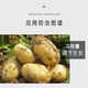 Hainan Zhengye Diman Chitosan Choline Chloride Potato Growth Regulating Plant Regulator Pesticide 30g (5 bags)