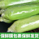 Beijing fresh Yunnan fruit corn 5Jin Jin is equal to 0.5kg, fresh sweet corn on the cob, sweet, crisp and juicy, fresh vegetables, straight from the source