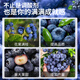 Mu Yunyao special fertilizer for blueberries, citric acid for flowers, special soil acidifier for acid-loving plants, flower preservation and fruit-promoting sulfuric acid, special citric acid for blueberries 500g*4 cans