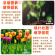 Amino acid mother liquor water-soluble fertilizer raw powder raw liquid leaf fertilizer to protect flowers and fruits to enhance sweetness green leaves and seedlings liquid fertilizer 1355 yuan/20kg*5 barrels (promotional package)