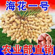 Peanut seeds Academy of Agricultural Sciences seed shelled original seed thin-skinned farmer sun-dried red-skinned raw peanuts Purity First generation Haihua No. 1 Net weight shipped 2Jin Jin equals 0.5 kg