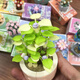 Mu Wangxing est compatible avec LEGO Jiaqi China Mini Succulent Pot Blocy Blocs Toys Girl Série Eternal Flower Teacher's Day's Lover XJ-10975 (B) Ju Huangyu