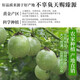 Guangxi Qinmi No. 9 Golden Passion Fruit Wancheng Seasonal Fresh Large Fruit Huangpiguo Milk Tea Shop Fruit 1 Jin Jin is equal to 0.5 kg, about 11-17 pieces, single fruit 30-45g
