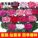 Store best-selling double-petaled cyclamen seeds cyclamen potted seeds New Year's Eve flower seeds balcony seasons cyclamen flower seeds following 15 colors mixed high-quality seeds 1 pack about 105 seeds + germination rate