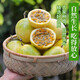 Guangxi Qinmi No. 9 Golden Passion Fruit Wancheng Seasonal Fresh Large Fruit Huangpiguo Milk Tea Shop Fruit 1 Jin Jin is equal to 0.5 kg, about 11-17 pieces, single fruit 30-45g