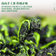 Besonderer authentischer Anxi -Tieguanyin -Tee reich