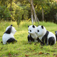 Outdoor panda ornaments Outdoor simulation panda sculpture ornaments Garden decoration Garden villa courtyard decoration garden 17078 four limbs standing face to the right (No. 19)