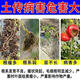 Soil bacteria clear agricultural genuine soil-borne diseases special rapid disinfection, sterilization and resistance to repeated cropping microbial fertilizer 2 bags, early use, early harvest, early harvest
