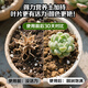 Deli nutritional soil universal flower growing soil succulent orchid soil peat soil planting soil flower growing vegetable potting soil 10L
