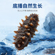 Xinglonggang Dalian ready-to-eat sea cucumber gift box, net content 2Jin Jin is equal to 0.5kg, 22-28 pieces, frozen Liao sea cucumber, holiday gift giving