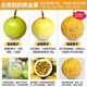 Guangxi Qinmi No. 9 Golden Passion Fruit Wancheng Seasonal Fresh Large Fruit Huangpiguo Milk Tea Shop Fruit 1 Jin Jin is equal to 0.5 kg, about 11-17 pieces, single fruit 30-45g