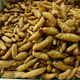 Gastrodia seeds 0th generation Gastrodia 1st generation Gastrodia seedlings Gastrodia seeds for four seasons planting in the ground potted plants Gastrodia granular seeds 100 grains + rooting fertilizer