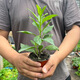 Edible moon grass seedlings white-backed vegetable plant fairy vegetable Golden Pheasant health vegetable white-backed panax notoginseng potted plant rich ** plug seedlings ** seven trees