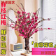 Hydroponic flowering, hydroponic fresh-cut red plum blossoms, indoor fragrant cold-resistant flowers, bloom when exposed to water, peach branches New Year's Eve flowers, fresh-cut red plum blossoms, long flowering period, with buds + #Buy 10 plus 10 (received 20) full bloom