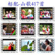 Guizhou Yunnan Miao Mountain Opera U Disk 64G Classic Song Liu Sanjie Clear Video Смотреть карту хранения USB USB 16/G Mountain Song 1422 + 340 Mountain Opera 1 МБ + стандарт