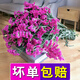 LDVEP Yunnan Forget-Me-Nots Dried Flower Bouquet of Gypsophila Real Flowers Purple Forget-Me-Nots 2Jin Jin equals 0.5kg