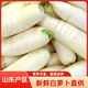 Crisp, sweet and refreshing fresh white radish, fruity radish, must-have pickled pickled vegetables for breakfast cold stir-fried hot pot. Fresh white radish 6Jin Jin equals 0.5kg. Selected boxes included.