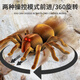 Qisen (Qisen) Chison's Toy's Large Télécommande Spider Simulation Modèle de simulation électronique Pénéreau de compagnie Prank Scary Toy Electric [Version classique - Remote Contrôle Centipede] Jaune et noir Modèle 9901 + Snail Standard Official Standard