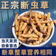 Cordyceps sinensis broken grass authentic fine snow-capped mountain plateau cordyceps 2025 first period big broken grass self-eating nourishment Selected Tibet Nagqu big broken grass 20g pack