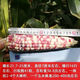 National Approval Super Sweet Colorful Waxy Corn Seeds Flowery Waxy Corn Seeds Colorful Cloud Sweet Waxy Corn Farmers High Yield National Approval Colorful Waxy Corn Seeds 1 Pack About 50 Grains