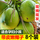 Ganguo has an appointment with Hainan coconut, green coconut, fresh coconut with skin, green coconut, tender coconut, amniotic fluid replenishing fruit for pregnant women, 6 tender coconuts with skin - recommended for pregnant women