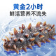 Fishing Travel Notes Ready-to-eat sea cucumber Dalian sea cucumber 500g Liao sea cucumber dry sea cucumber 13-17 pieces/Jin Jin equals 0.5 kg