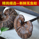 遇芝缘紫灵芝正品云南深山半野生紫芝带孢子粉不苦野芝可煲汤泡酒煮茶 整个500克（21-50个）