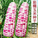 National Approval Super Sweet Colorful Waxy Corn Seeds Flowery Waxy Corn Seeds Colorful Cloud Sweet Waxy Corn Farmers High Yield National Approval Colorful Waxy Corn Seeds 1 Pack About 50 Grains