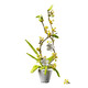 LEGO (LEGO) OSMANTHUS LILAC Bouquet assemblé Blocs de construction Phalaenopsis Girls Series Bonsai Decoration Ornements Toyments Cadeaux 2677 Éclairage + sac en papier
