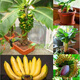 Dwarf Banana Tree Seeds Mini Banana Seeds 100PCS Rare Mini Fruit Exotic Garden Plants Mini Banana Seeds 200pcs