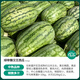 Shouhe Lazy Man Watermelon Seeds Lazy Man King Watermelon Seeds Extra Large Spring No Pruning Lazy Man Fruit Seedlings Southern Sweet Green Emperor Lazy Man King Watermelon Seeds 30 capsules 5 bags