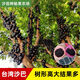 
Jiabao Fruit Seedlings Sabah Jiabao Fruit Seedlings Grape Fruit Seedlings with Soil and Leaves Dongguan 13-year-old store 7-year-old tree Sabah 6174 141cm (inclusive)-170cm (inclusive)