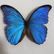 
Insect Valley Big Blue Flash Butterfly Butterfly Specimen Photo Frame Butterfly Art Frame Real Butterfly Friends Holiday Gift Collection No. 1098