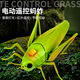 Chisen remote control electric grasshopper simulation toy model children's creative little boy and girl intelligent children's toys classic version - remote control ladybug red 9922+ snail upgraded version with another 24 electronics