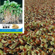 Houttuynia cordata seed seedlings + Sichuan authentic fresh folded ear root seedlings for home gardening and four-season potted plants Houttuynia cordata seeds only sell good seeds, buy one + one, get 2 bags for about 20