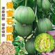 Tianfen Emerald Melon Seed Seedlings Super Sweet Thin Skin Cantaloupe Seeds Green Skin Four Seasons Balcony Vegetables and Fruits 2 Packs (200 New Seasonal Seeds) Super Sweet Emerald Sweet