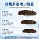 Xinglonggang Dalian ready-to-eat sea cucumber gift box, net content 2Jin Jin is equal to 0.5kg, 22-28 pieces, frozen Liao sea cucumber, holiday gift giving