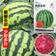 Kirin Meidu watermelon seeds with thin skin, crack-resistant, few seeds, super sweet and crispy 8424 round watermelon Meidu watermelon seeds, 200 pieces original Kirin Meidu 3 bags