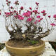
Premium and precious tree species, Yingshanhong bonsai smoke, purple and red flowers, flowers first, then leaves variety, National Flag Red Rhododendron potted plant 12185, not including pots
