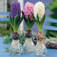 Imported hyacinth seed bulbs, large ball hydroponic office soil culture potted plants, winter cold-resistant flowering, easy to grow flowers for novices, blue pearls, circumference 16/17cm