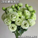 Kunming Lisianthus flower base direct hair indoor living room flower arrangement water for home bouquet gifts Yunnan direct batch random color Lisianthus + free grass 1 to 3 flowers with buds (no grass and preservative