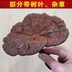 遇芝缘紫灵芝正品云南深山半野生紫芝带孢子粉不苦野芝可煲汤泡酒煮茶 整个500克（21-50个）