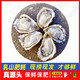 Fresh Rushan oysters, fresh and authentic Rushan oysters, 5 Jin Jin equals 0.5 kg box/10 Jin Jin equals 0.5 kg box 4XL large oysters (17-28 pieces per box) with box 10 Jin Jin equals 0.5 kg