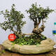 
Premium and precious tree species, Yingshanhong bonsai smoke, purple and red flowers, flowers first, then leaves variety, National Flag Red Rhododendron potted plant 12185, not including pots