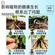 Dewoduo powerful rooting powder 500g universal tree transplanting seedlings planting rooting agent plant cuttings seedlings water-soluble fertilizer
