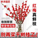 Hydroponic flowering, hydroponic fresh-cut red plum blossoms, indoor fragrant cold-resistant flowers, bloom when exposed to water, peach branches New Year's Eve flowers, fresh-cut red plum blossoms, long flowering period, with buds + #Buy 10 plus 10 (received 20) full bloom