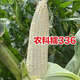 Nongkeyu Nongkenuo 336 waxy corn seeds, high yield, early maturity, spring sowing, sweet and waxy, good taste, white waxy corn Nongkenuo 336, original 200g, 1 bag