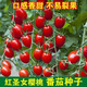 Red Cherry Tomato Seeds Cherry Tomato Vegetable Tomato Seed Potted Yellow Cherry Tomato Vegetable Seed Huayu Huayu Original Color Pack 1 Pack About 200 Pieces